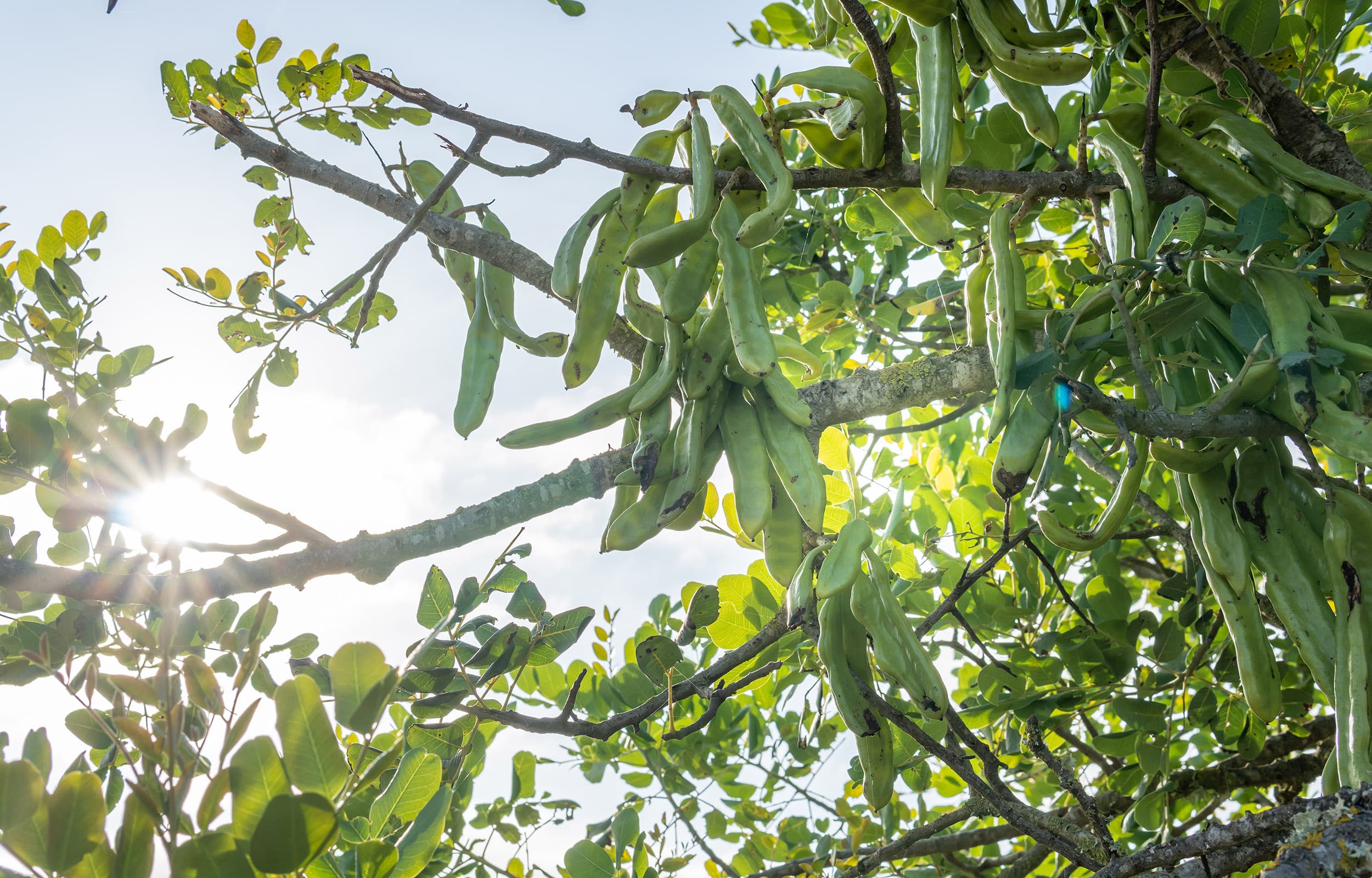 Green carobs on a carob tree