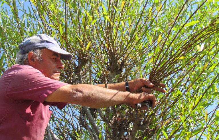 The art of basket weaving in Volax