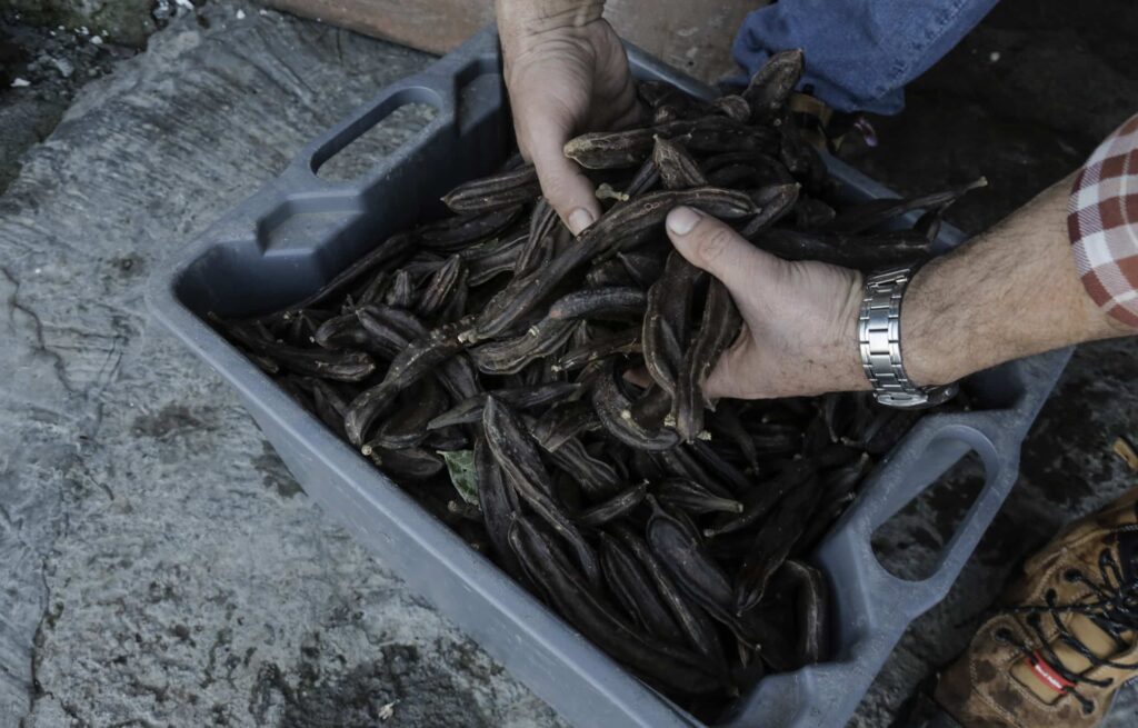 Carob harvest